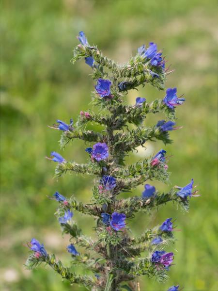 Slangenkruid (Echium vulgare)